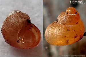 Species Image