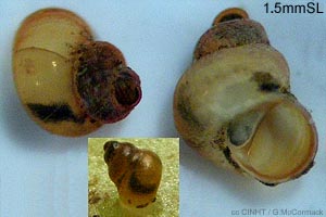 Species Image