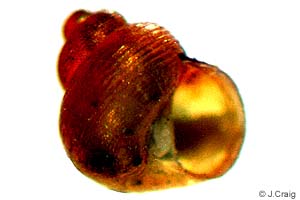 Species Image
