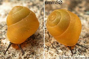 Species Image
