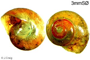Species Image