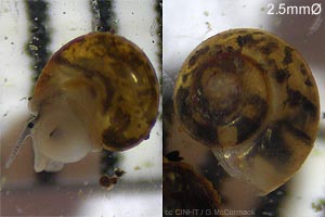 Species Image