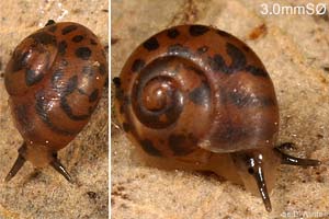 Species Image