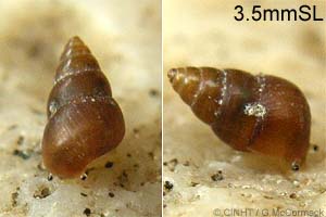 Species Image
