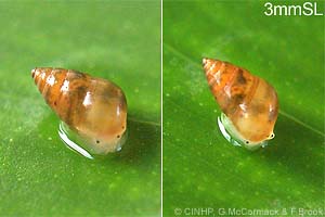Species Image