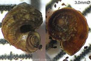 Species Image