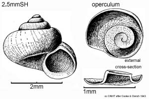 Species Image