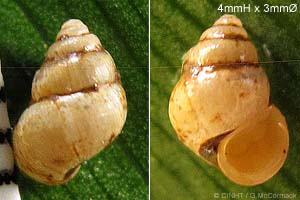 Species Image