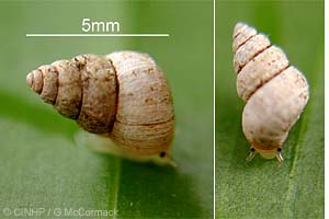 Species Image