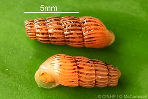 Species Image
