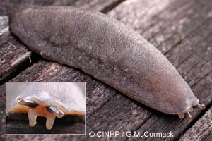 Species Image