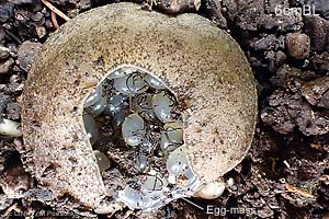Species Image