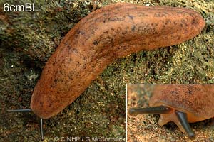 Species Image