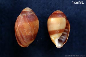 Species Image