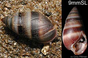 Species Image
