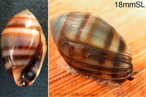 Species Image