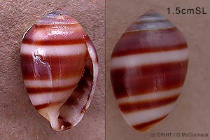 Species Image