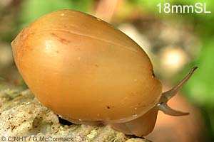 Species Image