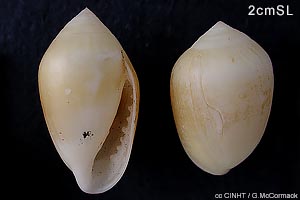 Species Image