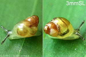Species Image