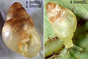 Species Image