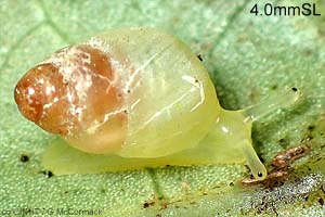 Species Image