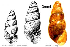 Species Image