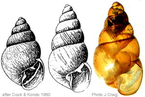 Species Image