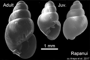Species Image