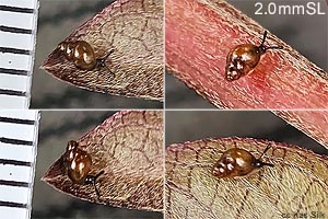 Species Image