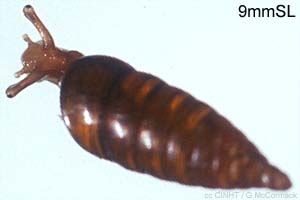 Species Image