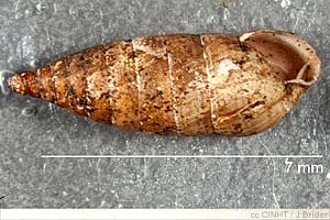 Species Image