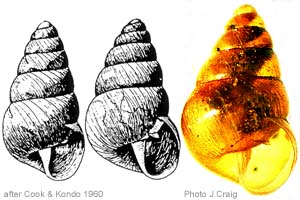 Species Image