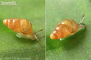Species Image