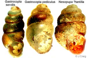 Species Image