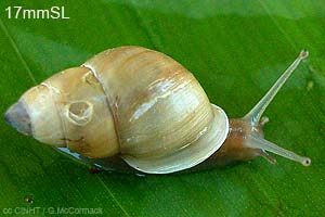 Species Image