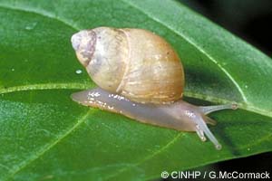Species Image