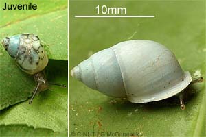 Species Image