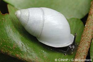 Species Image