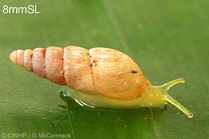 Species Image