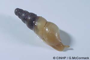 Species Image