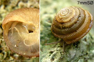 Species Image