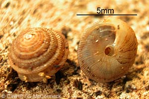 Species Image