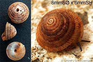 Species Image