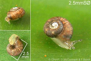 Species Image