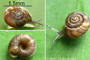 Species Image