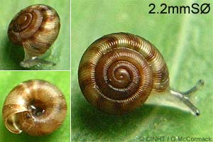 Species Image