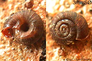 Species Image