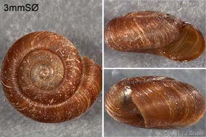 Species Image