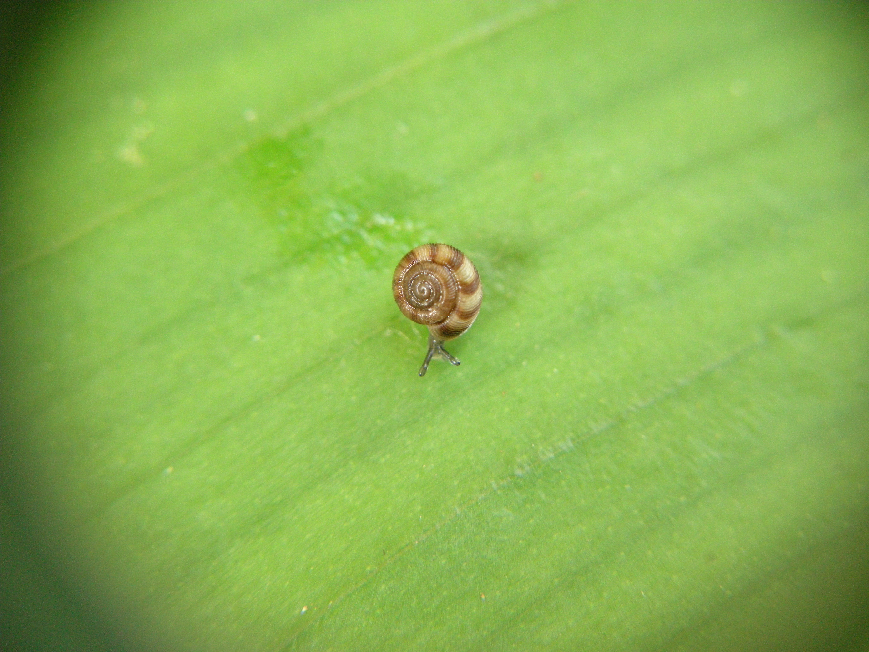 Species Image